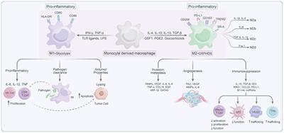 Unveiling the veil of lactate in tumor-associated macrophages: a successful strategy for immunometabolic therapy